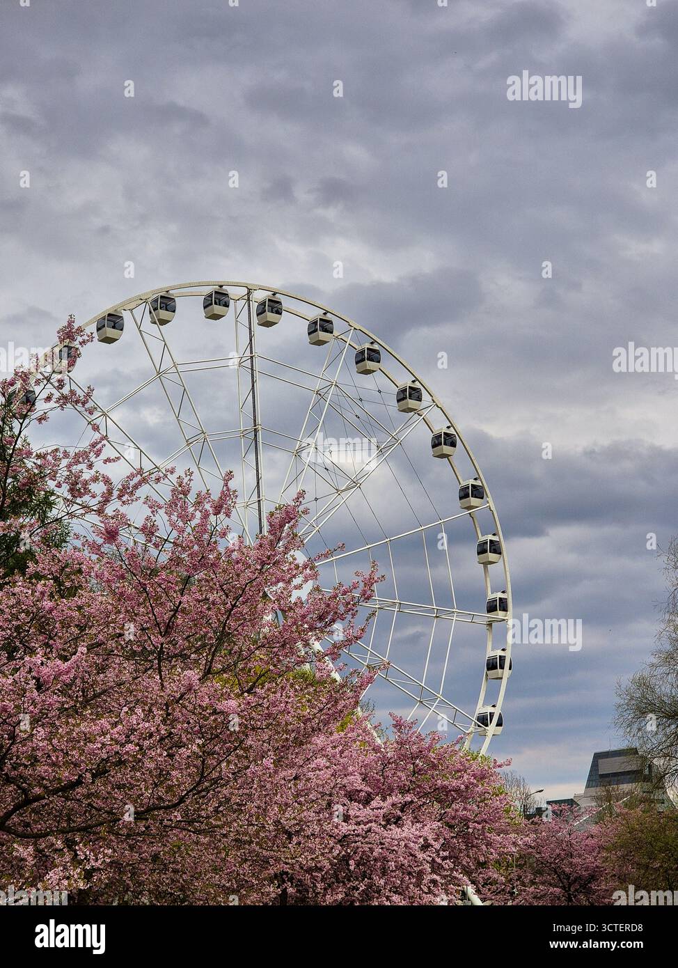 Una splendida scena primaverile a riga, in Lettonia, dove una grande ruota panoramica è incorniciata dai delicati fiori rosa di un albero di ciliegio in fiore (sakura). Foto Stock