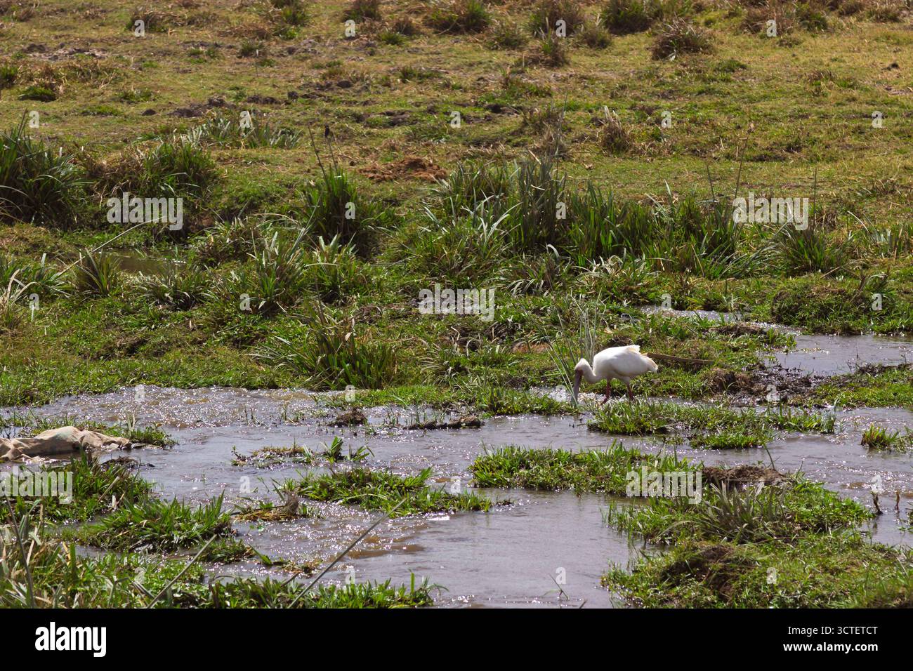 Un becco di spatola cammina attraverso un ruscello nel Parco Nazionale di Amboseli, in Kenya, alla ricerca di cibo nelle acque poco profonde. Foto Stock