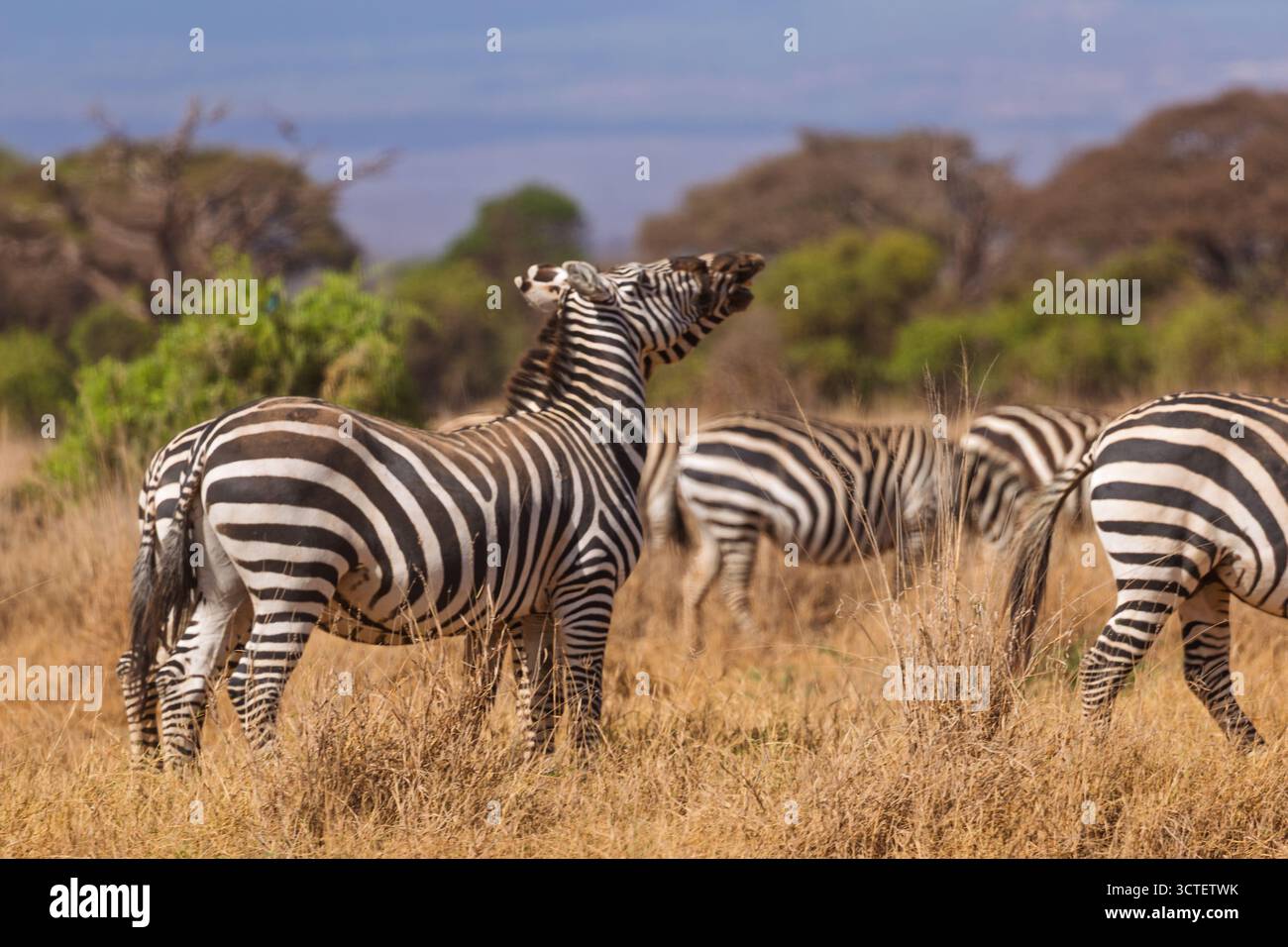 Una zebra rissa nel Parco Nazionale di Amboseli, Kenya. Zebre bray per comunicare tra loro, spesso per avvertire di pericolo o per chiamare i loro giovani. Foto Stock