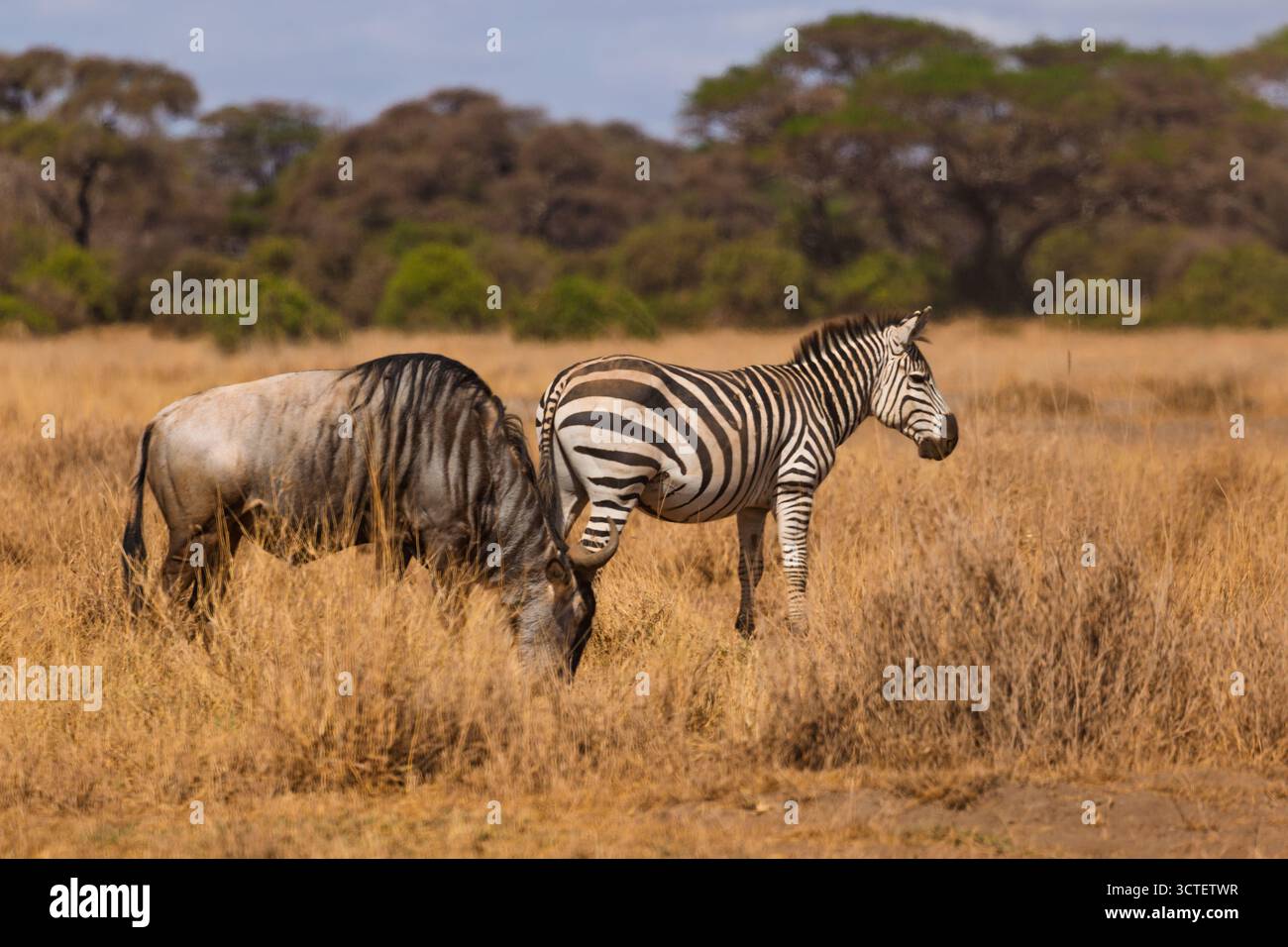 Una zebra e GNU pascolano nel Parco Nazionale di Amboseli, Kenya. Mangiano per sopravvivere nella savana africana. Foto Stock