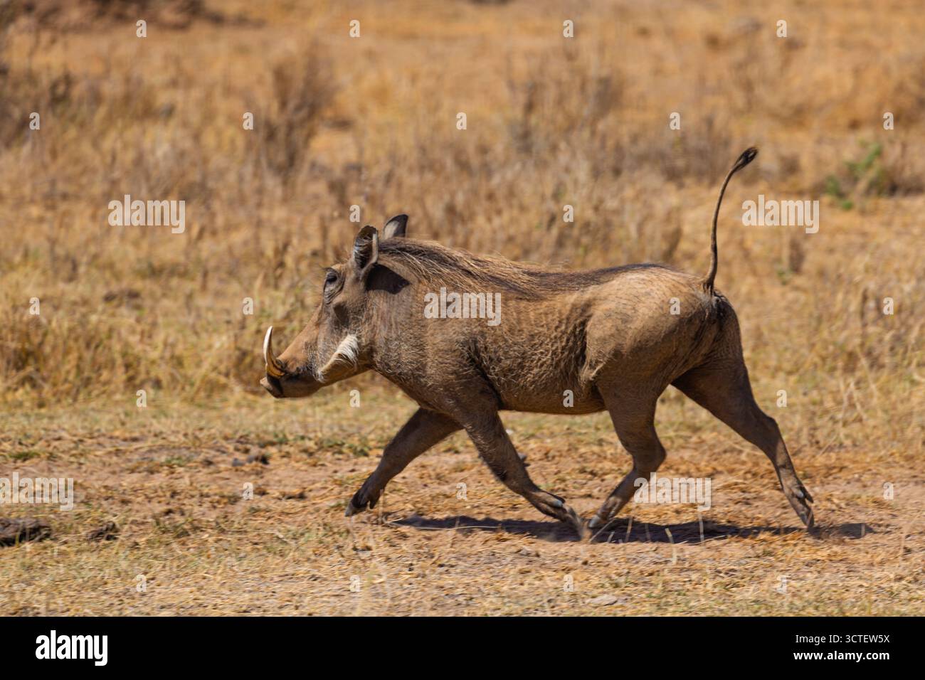 Un trotto di guerra attraverso la savana keniota nel Parco Nazionale di Amboseli, probabilmente in cerca di cibo o in fuga da una minaccia percepita. Foto Stock