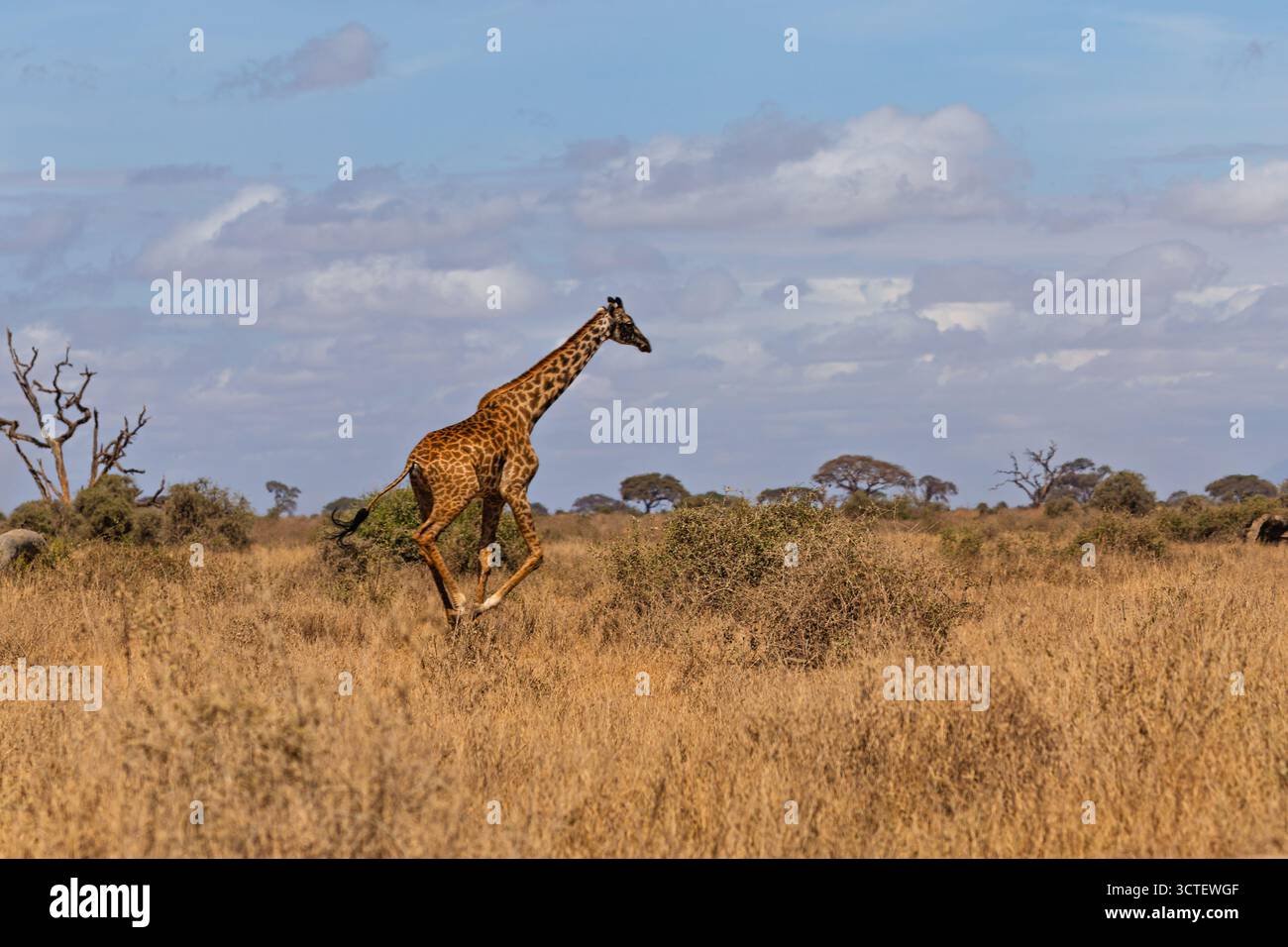 Una giraffa corre attraverso l'erba alta del Parco Nazionale di Amboseli, in Kenya. Si sta muovendo rapidamente attraverso le pianure. Foto Stock