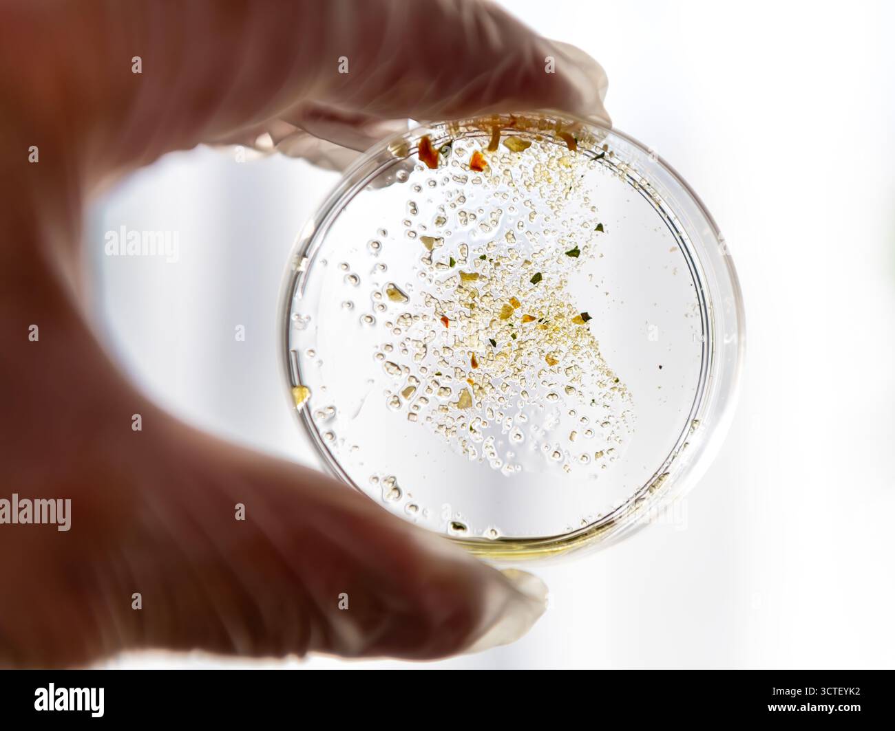 Un ricercatore di laboratorio che indossa guanti protettivi che tiene una capsula di Petri con un campione sperimentale alla luce per l'esame visivo. Foto Stock
