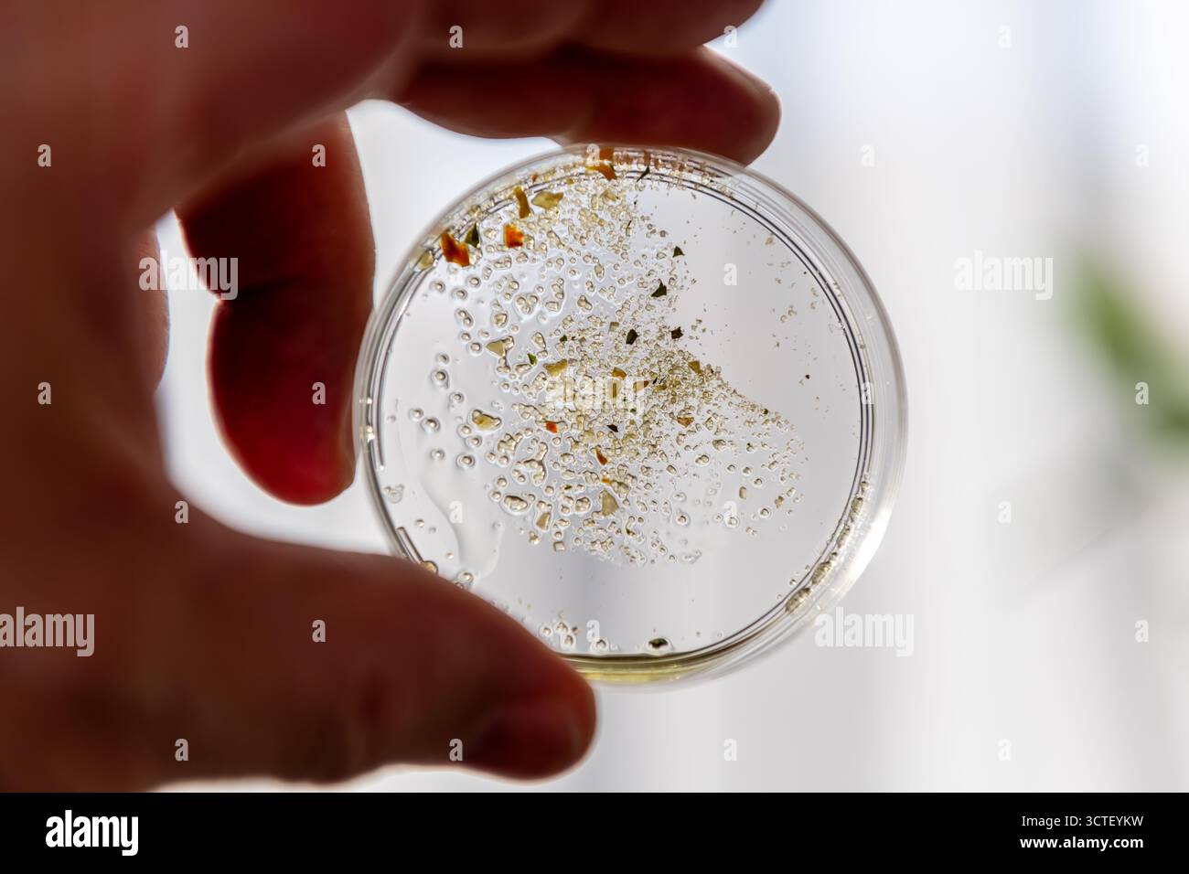Un ricercatore in un laboratorio che tiene una capsula di Petri alla luce per esaminare il campione all'interno. Foto Stock