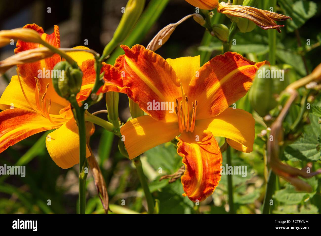 Petali di questi fiori di giglio riscaldati dalla luce del sole Foto Stock