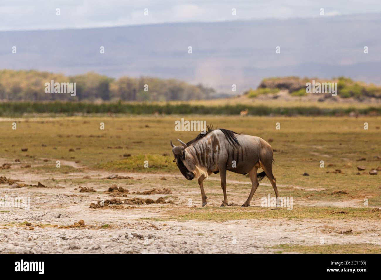 Un'GNU pascola nel Parco Nazionale di Amboseli, in Kenya. Migrano per cibo e acqua. Foto Stock