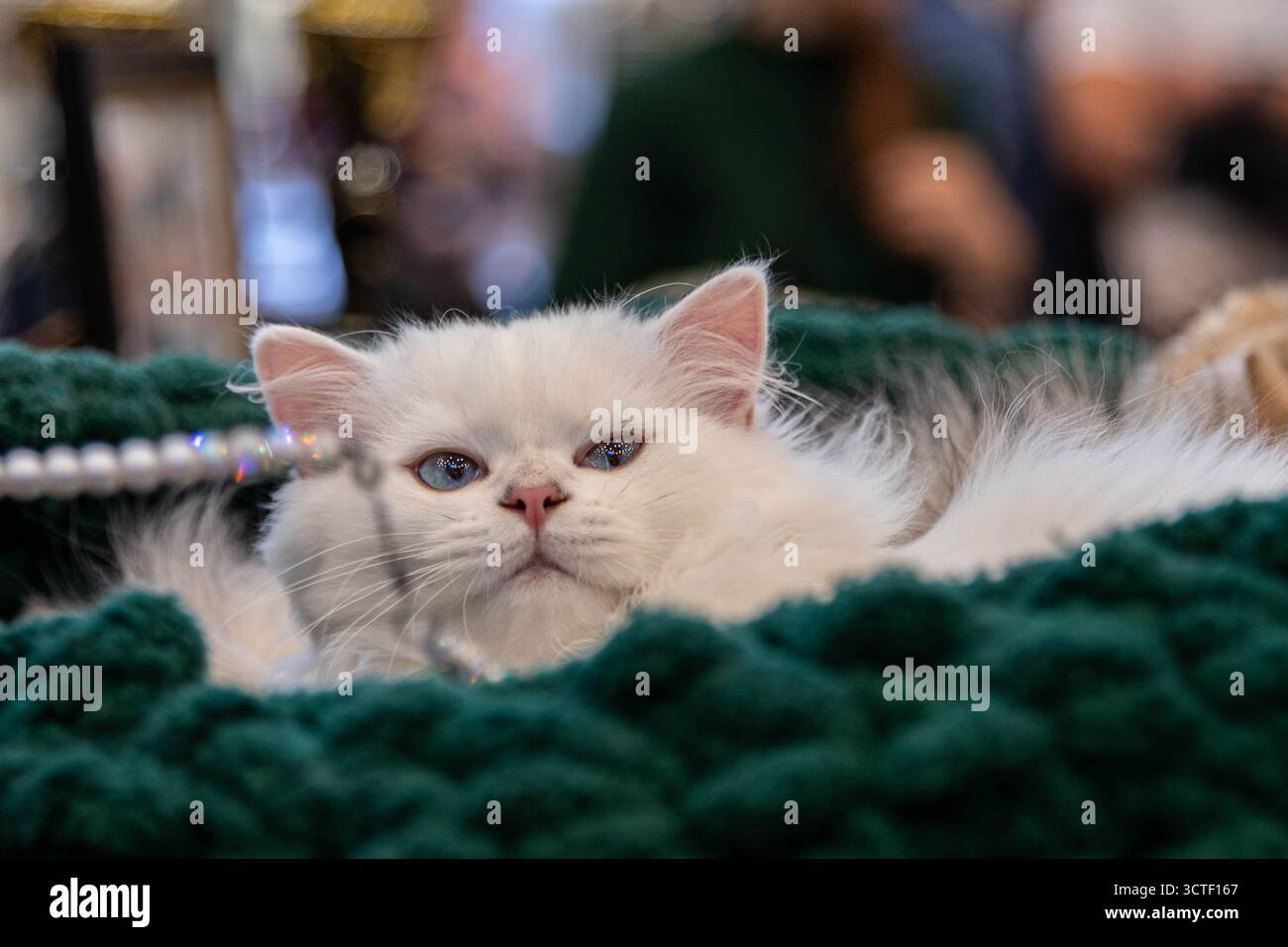 Un gattino bianco, soffice e carino, ad una mostra di gatto di pedigree, riposa in un cesto verde, Iasi, Romania Foto Stock