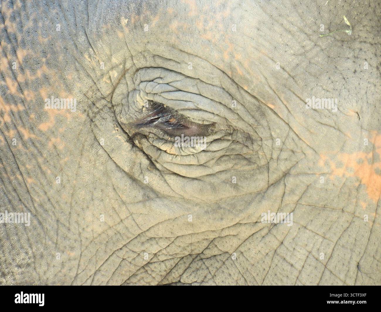 Vista ravvicinata della pelle e dell'occhio di un elefante, evidenziando i dettagli intricati delle sue caratteristiche. Foto Stock