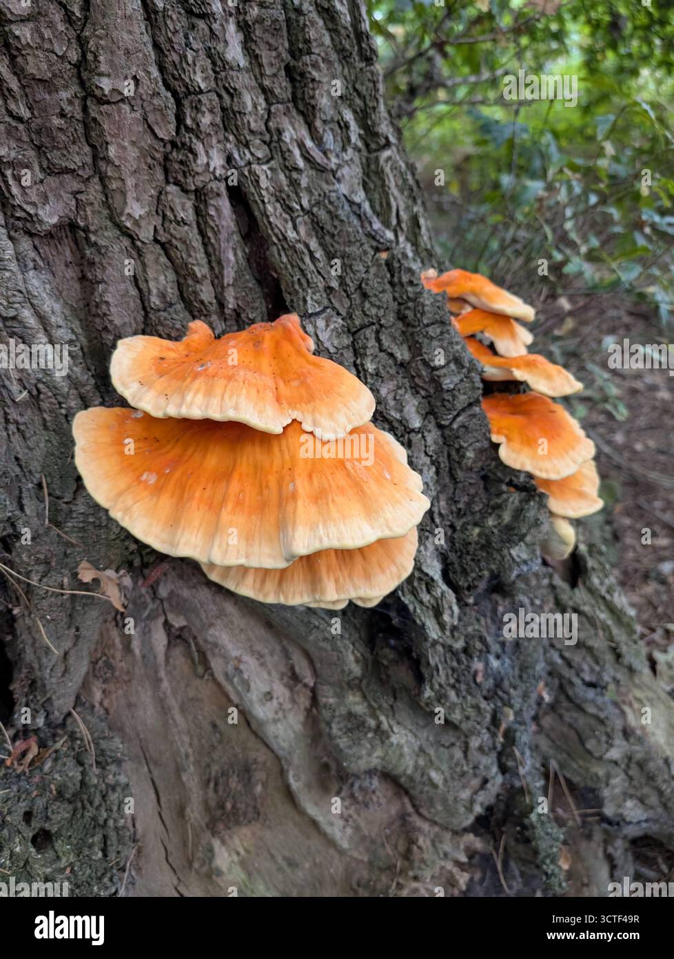 Un suggestivo pollo del bosco (Laetiporus sulfureus) si aggrappa a un tronco di albero, mostrando vivaci sfumature arancio e giallo in un ambiente umido della foresta Foto Stock