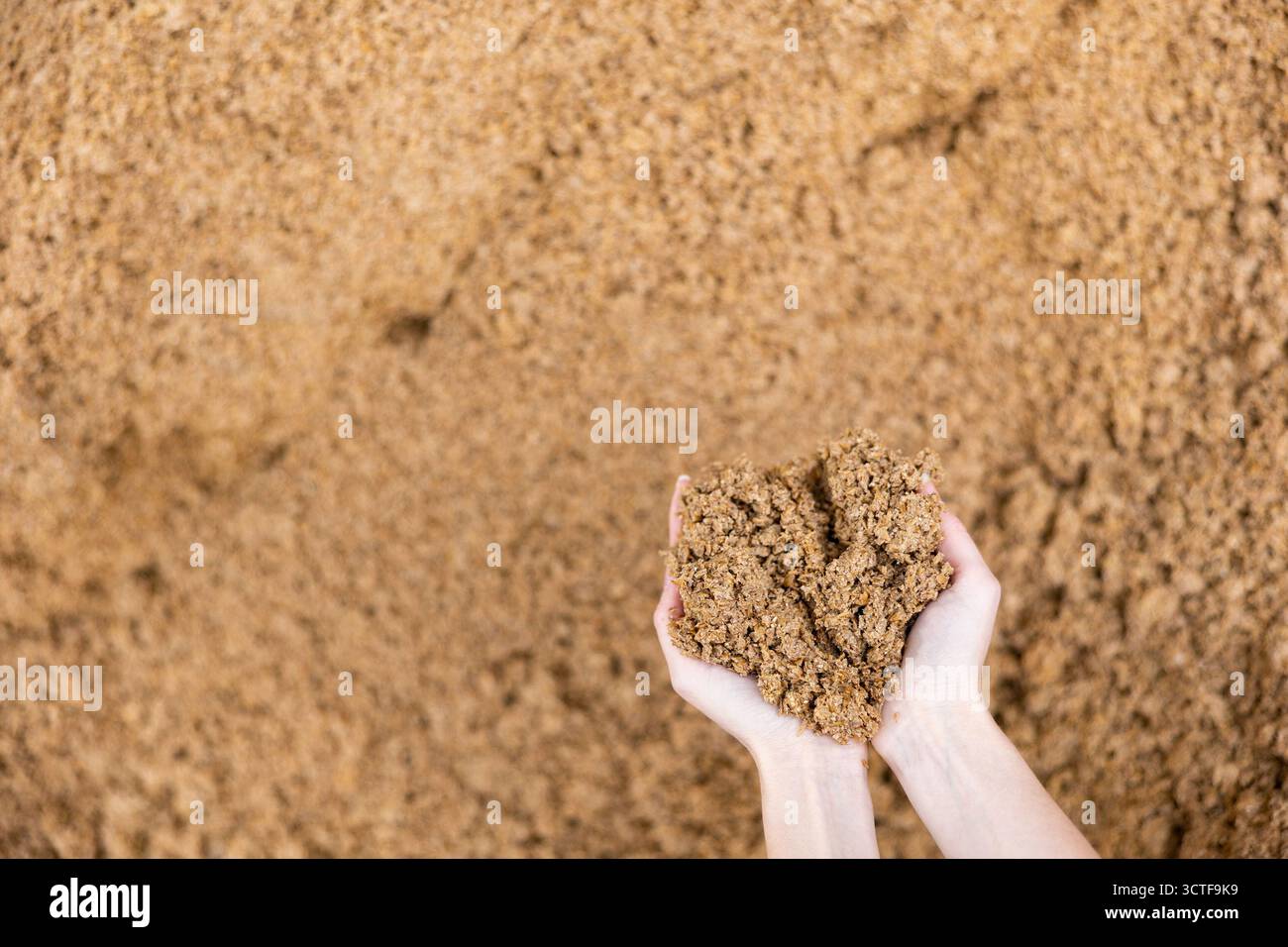 Manciata di bagasse di birra nelle mani di una femmina contadina Foto Stock