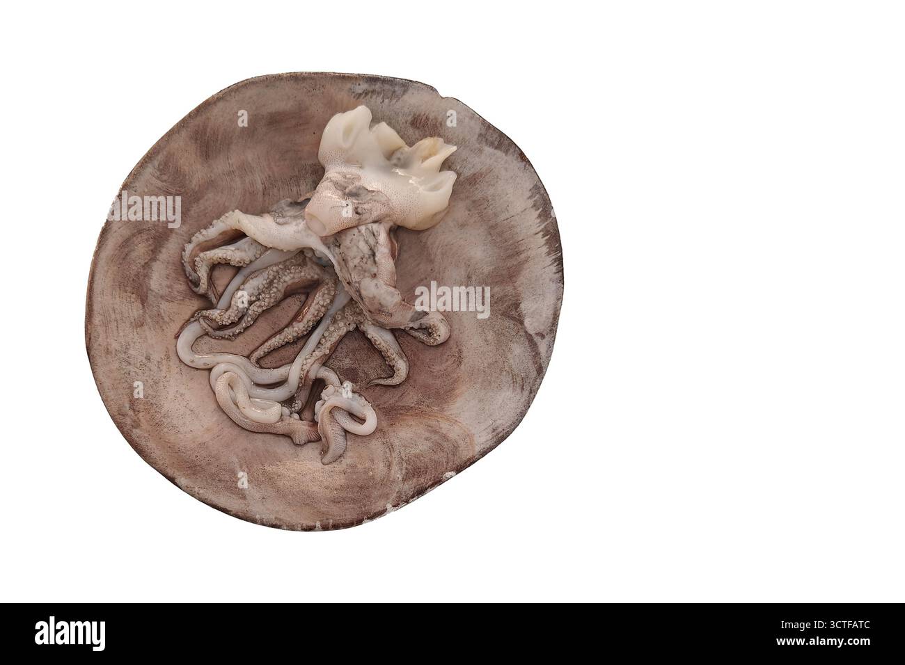 seppia cruda fresca su un piatto. Cottura polpo. Vista dall'alto, primo piano. Foto Stock