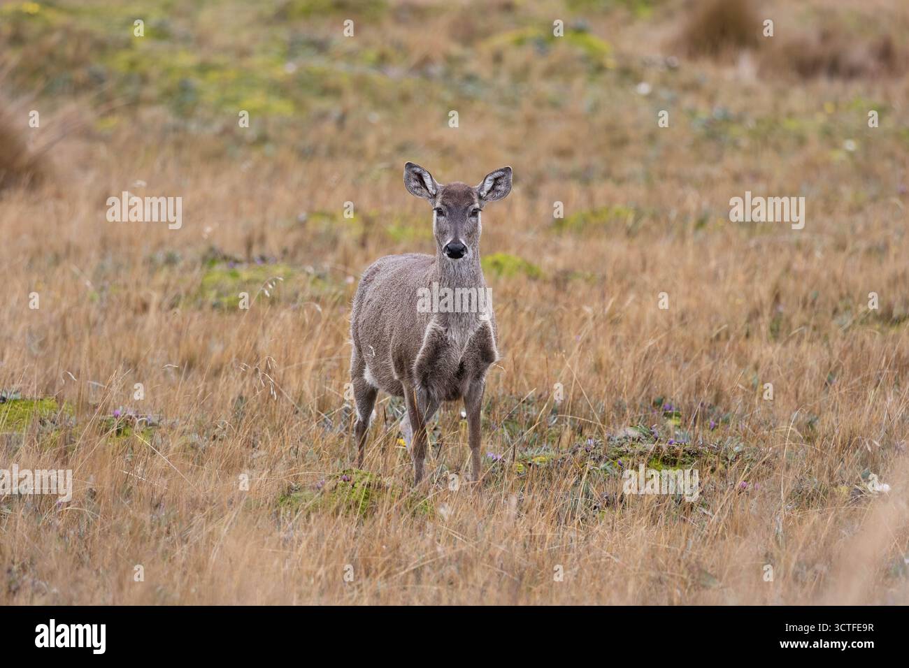 Un cervo dalla coda bianca (Odocoileus virginianus) in allerta nelle praterie di Páramo ad alta quota dell'Ecuador. Foto Stock