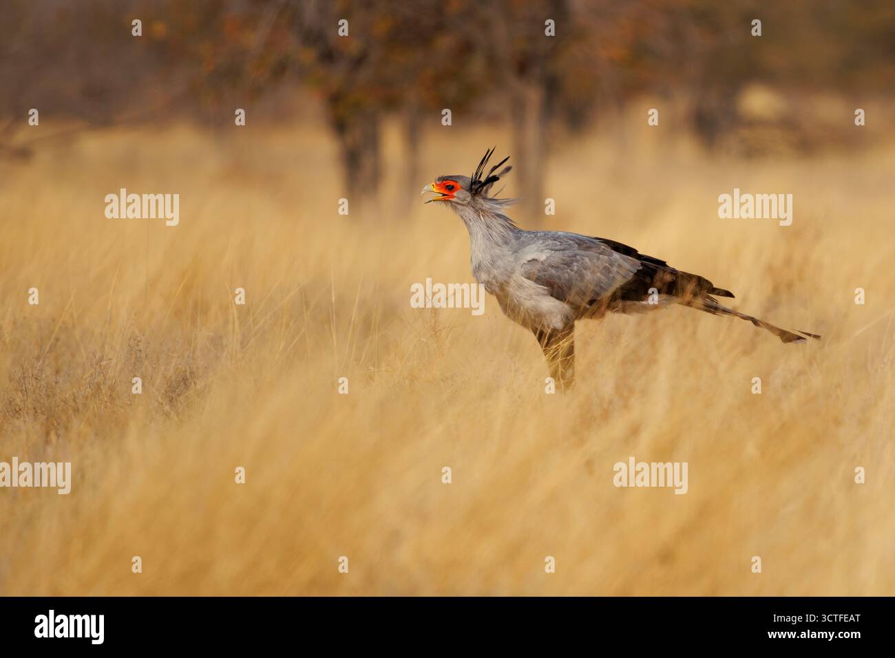 Secretariybird o Secretarius Bird - Sagittarius serpentarius uccello di preda, per lo più terrestre, endemico per l'Africa, praterie e savana del su Foto Stock