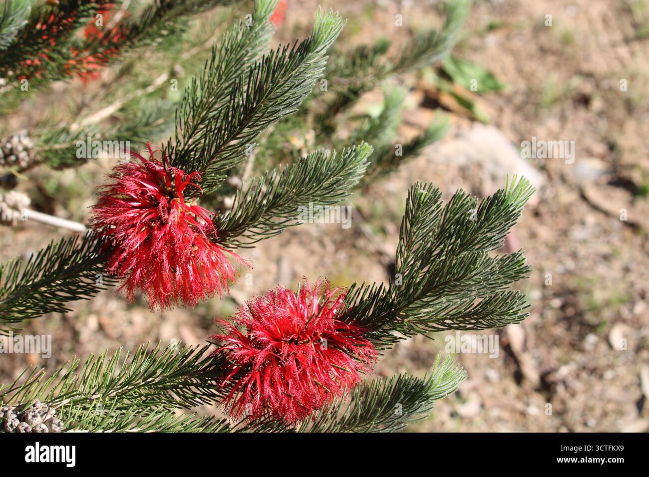 Pennello monofacciale (Calothamnus quadrifidus) in fiore, Australia meridionale Foto Stock