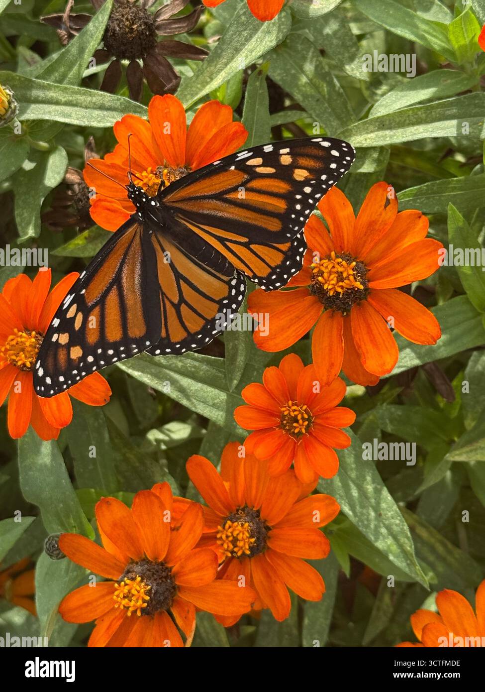La farfalla Monarch si nutre di un fiore di Orange Zinnia in un giardino a Brooklyn, New York. Le farfalle sono impollinatori, giocando un ruolo importante, anche se diverso, rispetto alle api nell'impollinazione delle piante. Mentre si nutrono di nettare, il polline entra nelle gambe, nel corpo e nei probosci, che vengono poi trasferiti ad altri fiori, contribuendo a fertilizzare le piante e a produrre semi e frutti. Sebbene non trasportino tanto polline quanto le api, i loro corpi più lunghi e i probosci consentono loro di accedere e di impollinare i fiori che le api potrebbero non avere. Foto Stock