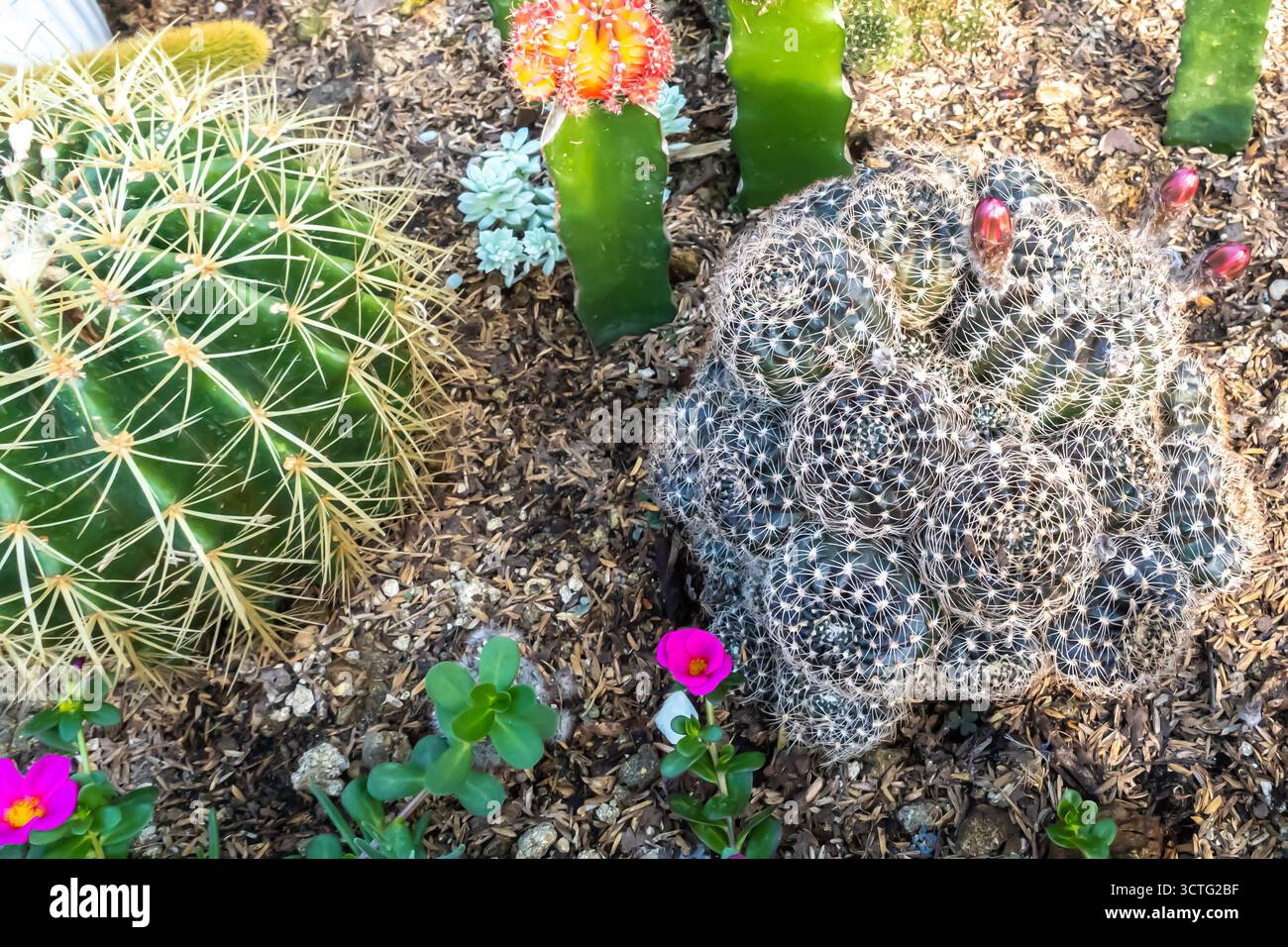 cactus del genere Echinopsis, Easter Lily Cactus o Hedgehog Cactus. Mostra a Baguio, mercato delle Filippine Foto Stock