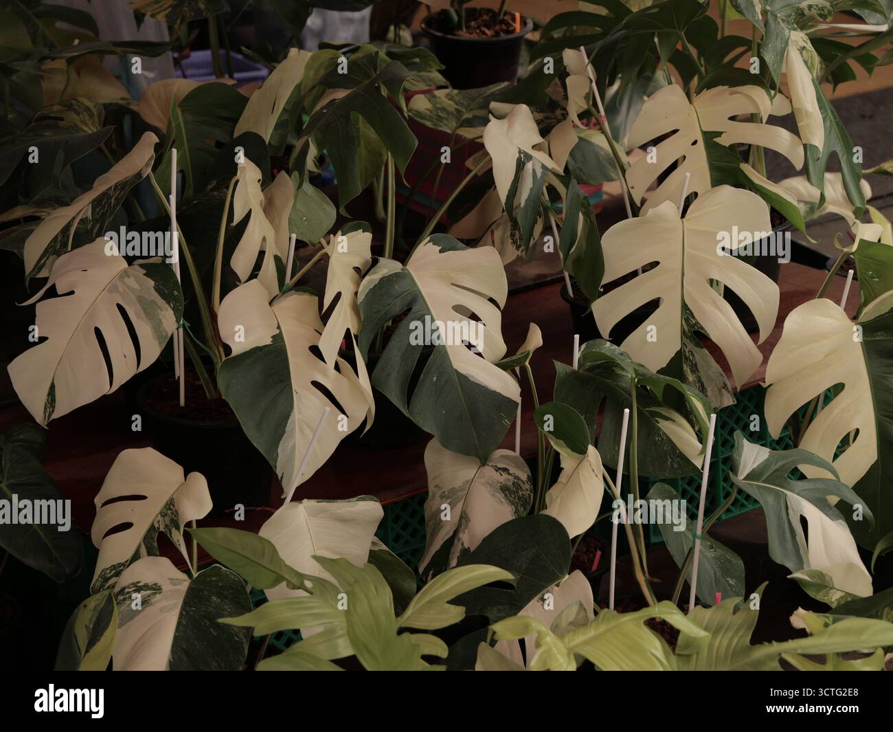 Scoprite la nostra lussureggiante collezione di splendide piante di Monstera con motivi unici a foglia Foto Stock