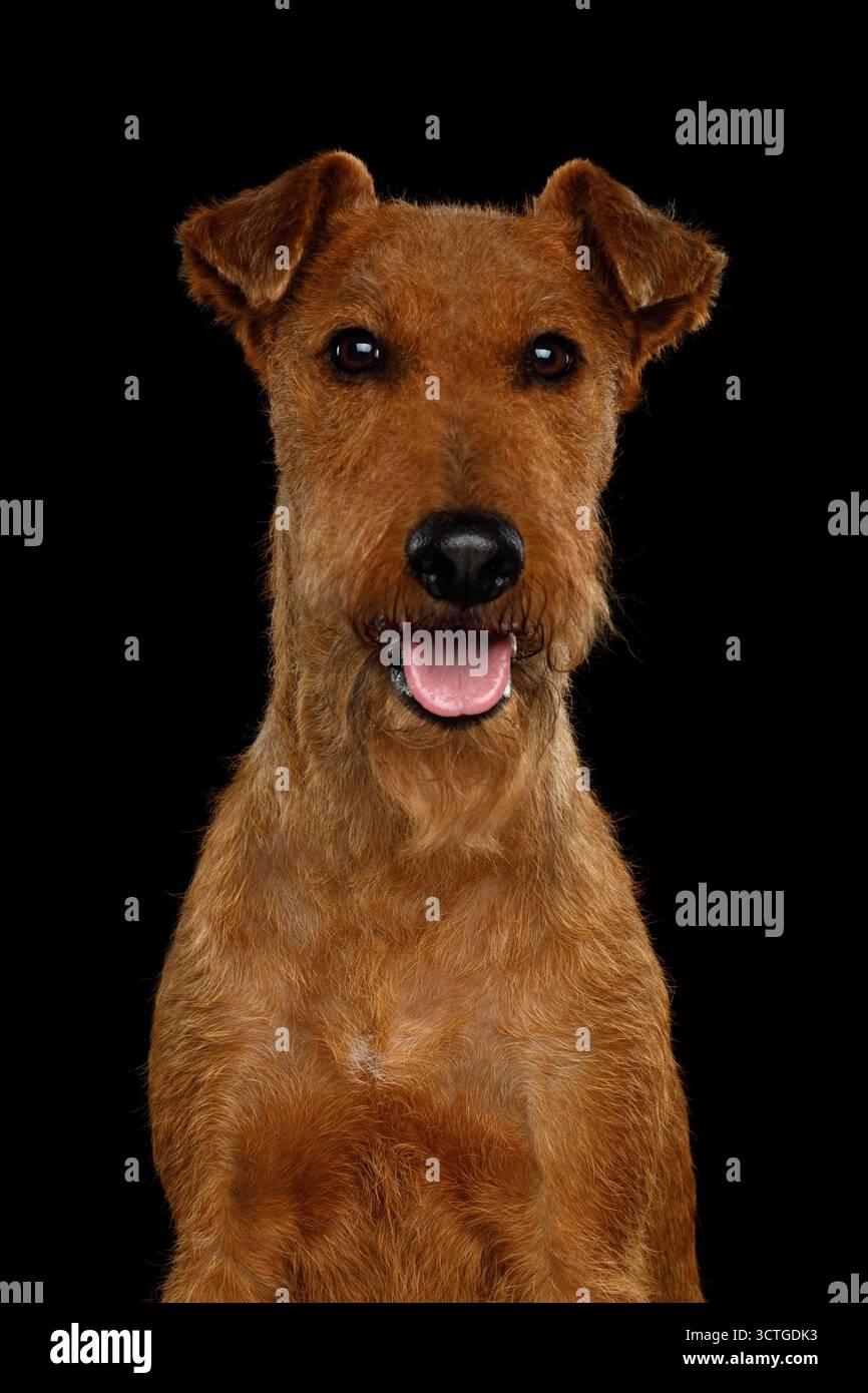 Ritratto di un cane irlandese Terrier isolato su sfondo nero Foto Stock
