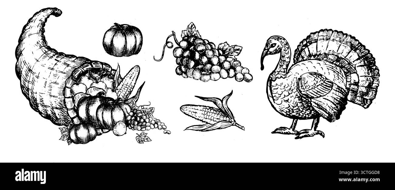 Collezione Vector Thanksgiving con tacchino, zucca, cornucopia, mela e verdure da raccolta in stile lineare. Elementi di schizzo per le feste per design, packaging e inviti. Illustrazione Vettoriale Collezione Vector Thanksgiving con tacchino, zucca, cornucopia, mela e verdure da raccolta in stile lineare. Elementi di schizzo per le feste per design, packaging e inviti. Illustrazione Vettoriale