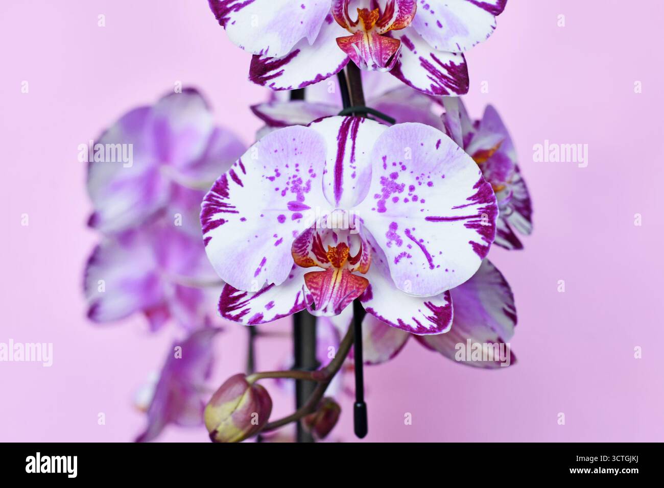Primo piano di fiori viola e bianchi multicolori dell'orchidea "Phalaenopsis Magic Art" su sfondo rosa Foto Stock