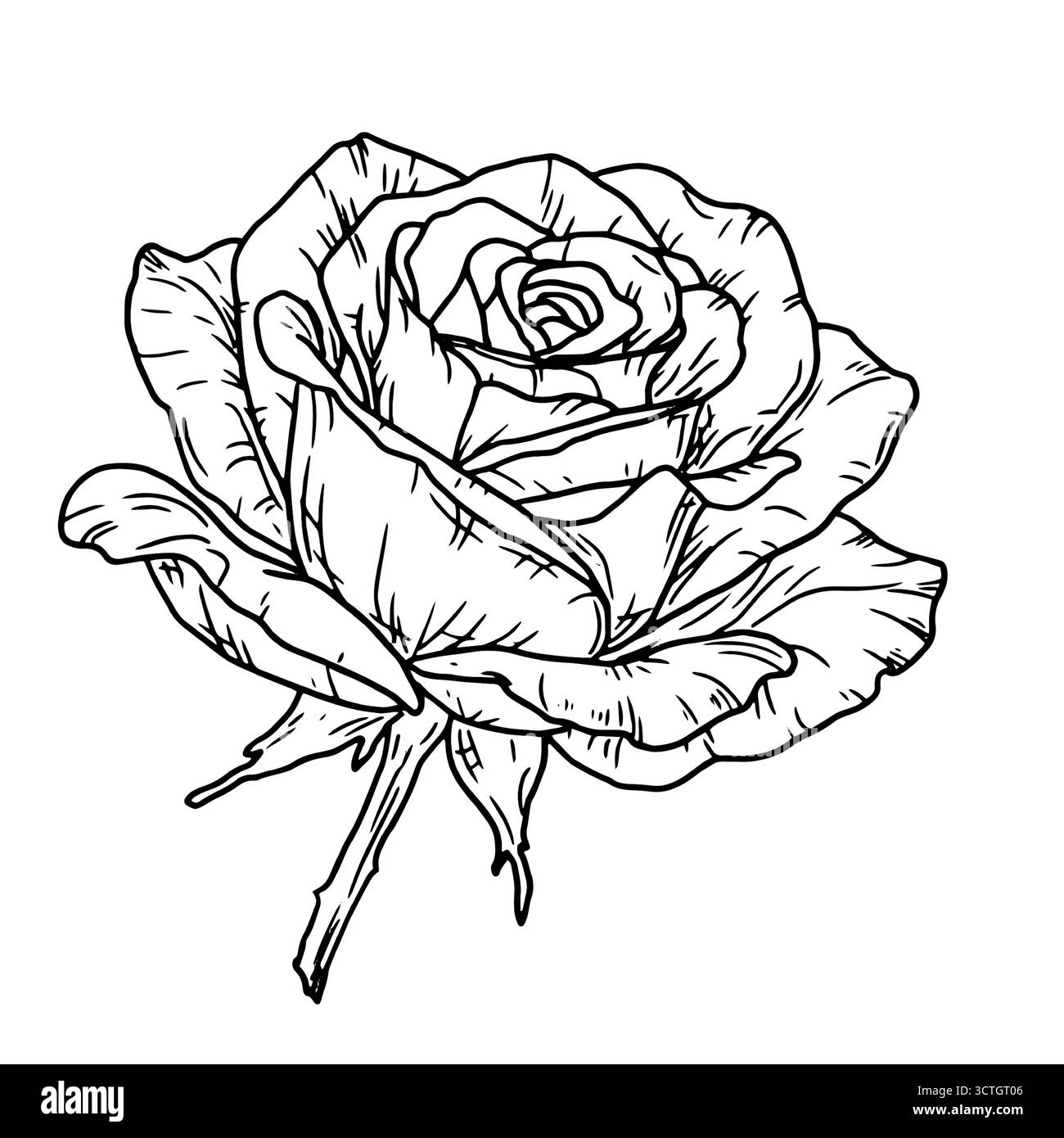 Rosa, fiori da giardino, sketch in bianco e nero. Illustrazione vettoriale. Un bocciolo fiorito con delicati petali, isolato su sfondo bianco. Per le cartoline, Illustrazione Vettoriale