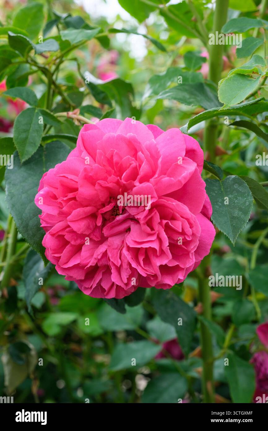 Rosa Thomas A Becket, rosa Thomas A Becket, rosa inglese arbusto, fiori rossi a cupola bassa Foto Stock