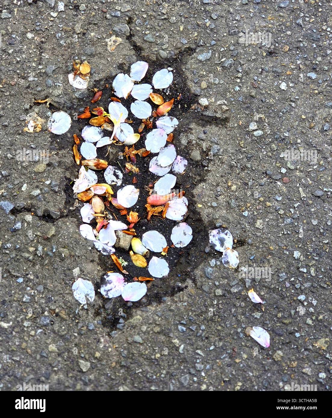 I fiori soffiano in una buca e li mantengono dopo la pioggia. - Immagine stock catturata con smartphone