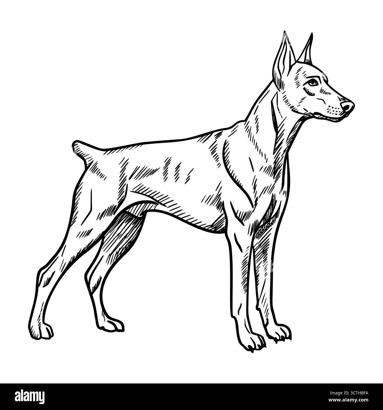 Un Doberman Pinscher in piedi con un corpo elegante ed elegante. Il cane ha un mantello corto e una struttura muscolosa, che mostra la sua forza e. Illustrazione Vettoriale