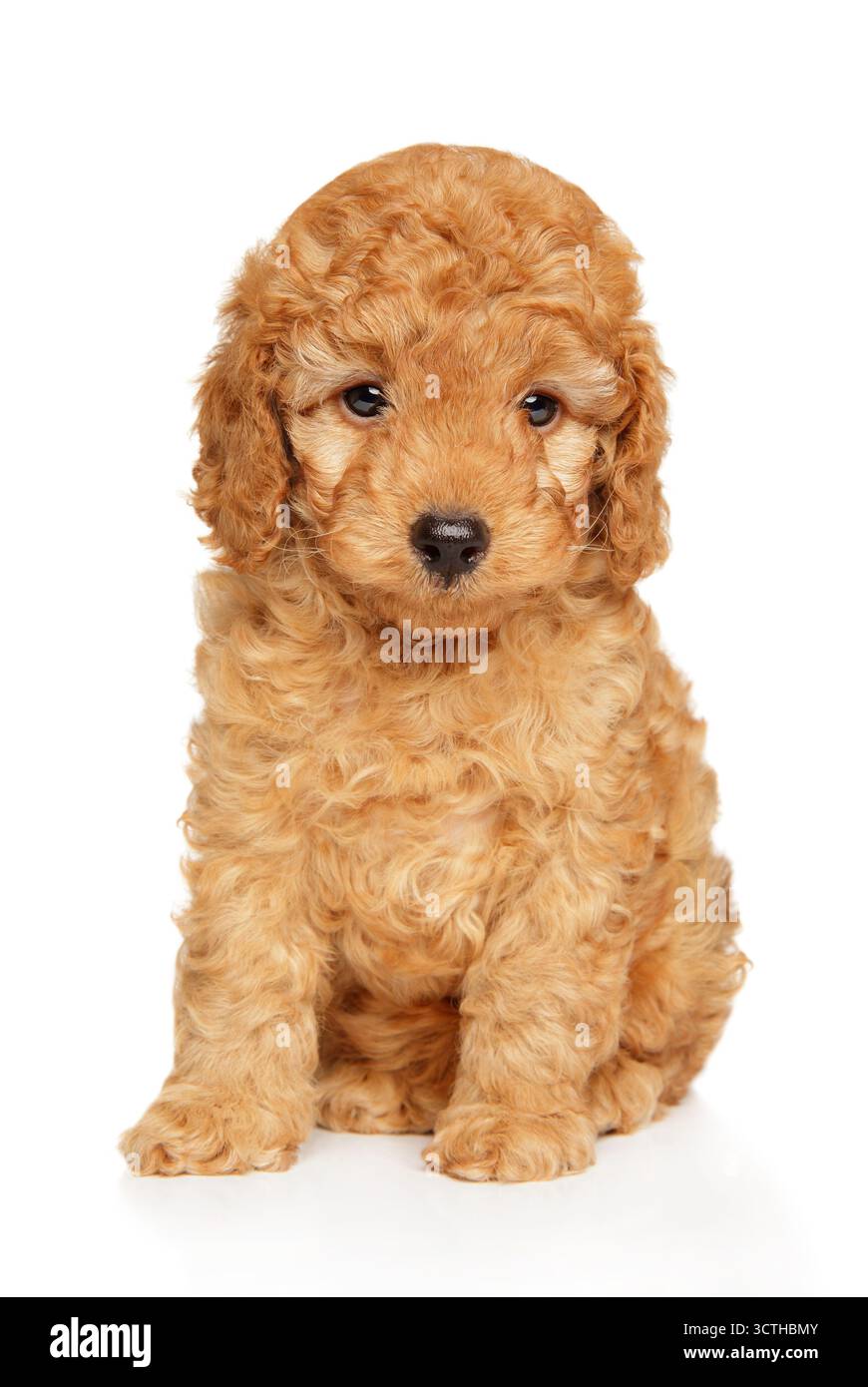 Piccolo cucciolo rosso con cappotto riccio seduto tranquillamente e guardato con attenzione Foto Stock