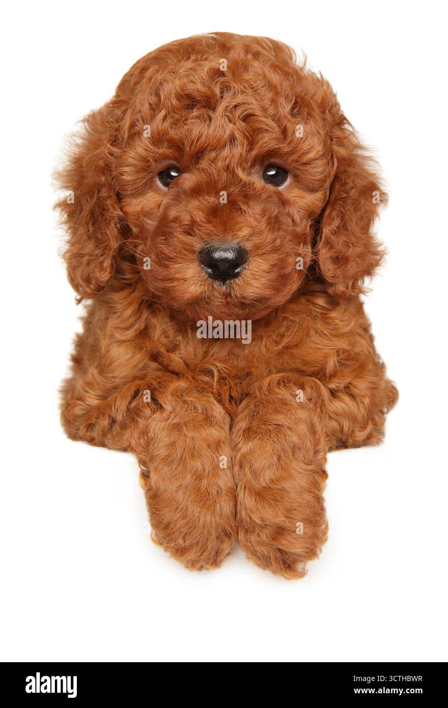 Cucciolo rosso con le zampe anteriori appese su uno striscione bianco, che guarda direttamente la fotocamera Foto Stock