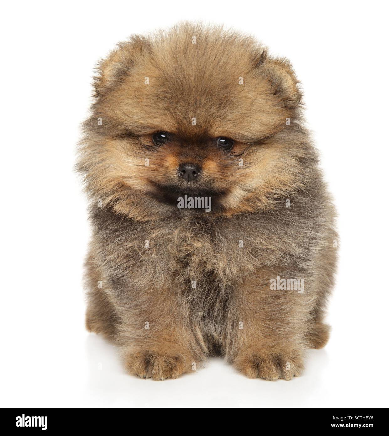 Primo piano di un soffice cucciolo di Spitz della Pomerania seduto e in posa su uno sfondo bianco, mostrando il suo aspetto carino e minuscolo. Foto Stock