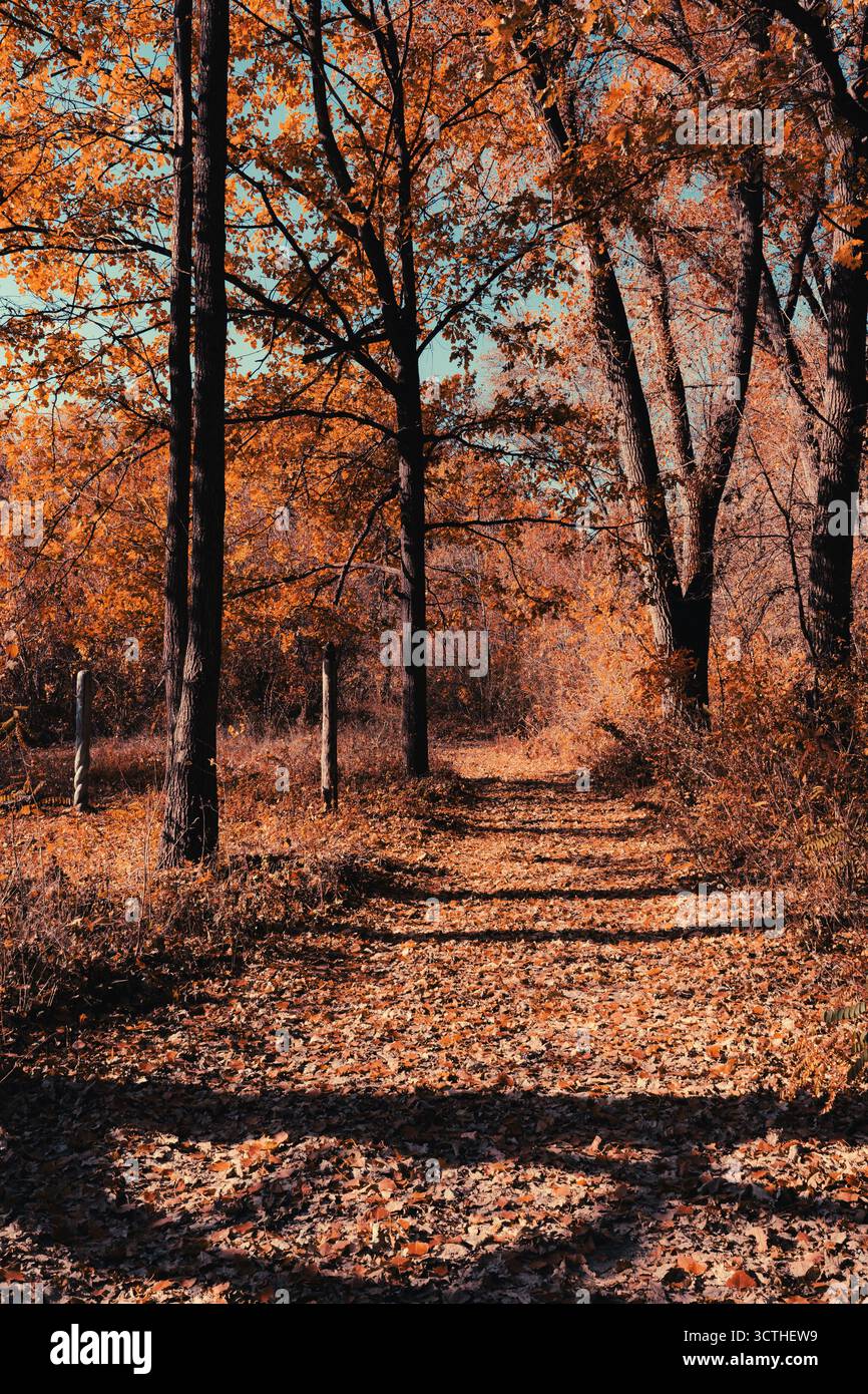 Sentiero boschivo alberato in autunno, ricoperto di foglie dorate. La luce solare filtra i rami alti, proiettando ombre morbide e migliorando le stagioni Foto Stock