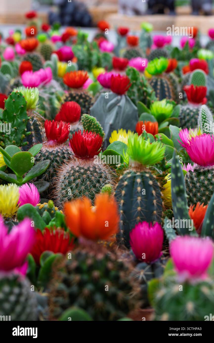Gruppo di diversi cactus e succulenti che mostrano una varietà di fiori dai colori vivaci, creando un'accattivante esposizione in giardino Foto Stock