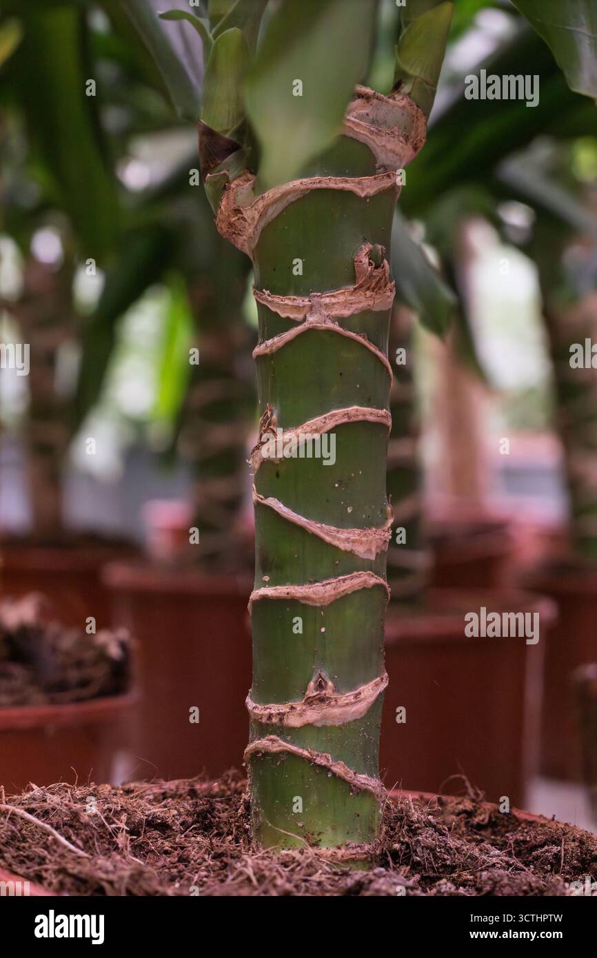 Stelo di piante di mais Dracaena che mostra corteccia ruvida e fogliame verde in luce naturale, un simbolo di crescita e arredamento per la casa Foto Stock