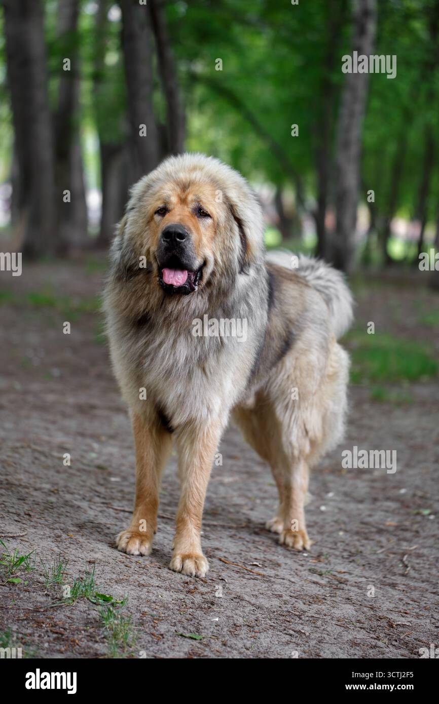 Il mastino tibetano di razza cane si trova nel parco Foto Stock