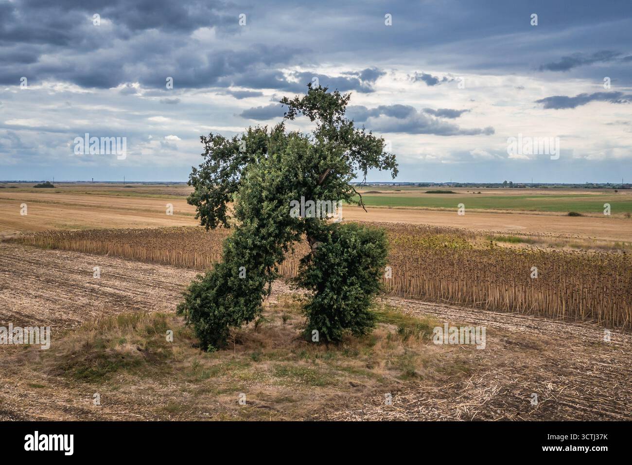 Albero di corsa, albero dalla forma insolita ai bordi delle province di Sliven e Stara Zagora, Bulgaria Foto Stock