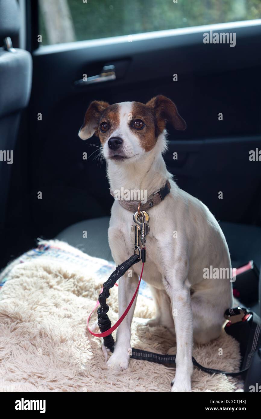 Jack Russell Dog sul sedile posteriore dell'auto fissato in modo sicuro con una cinghia di ritenuta agganciata alla cintura di sicurezza Foto Stock