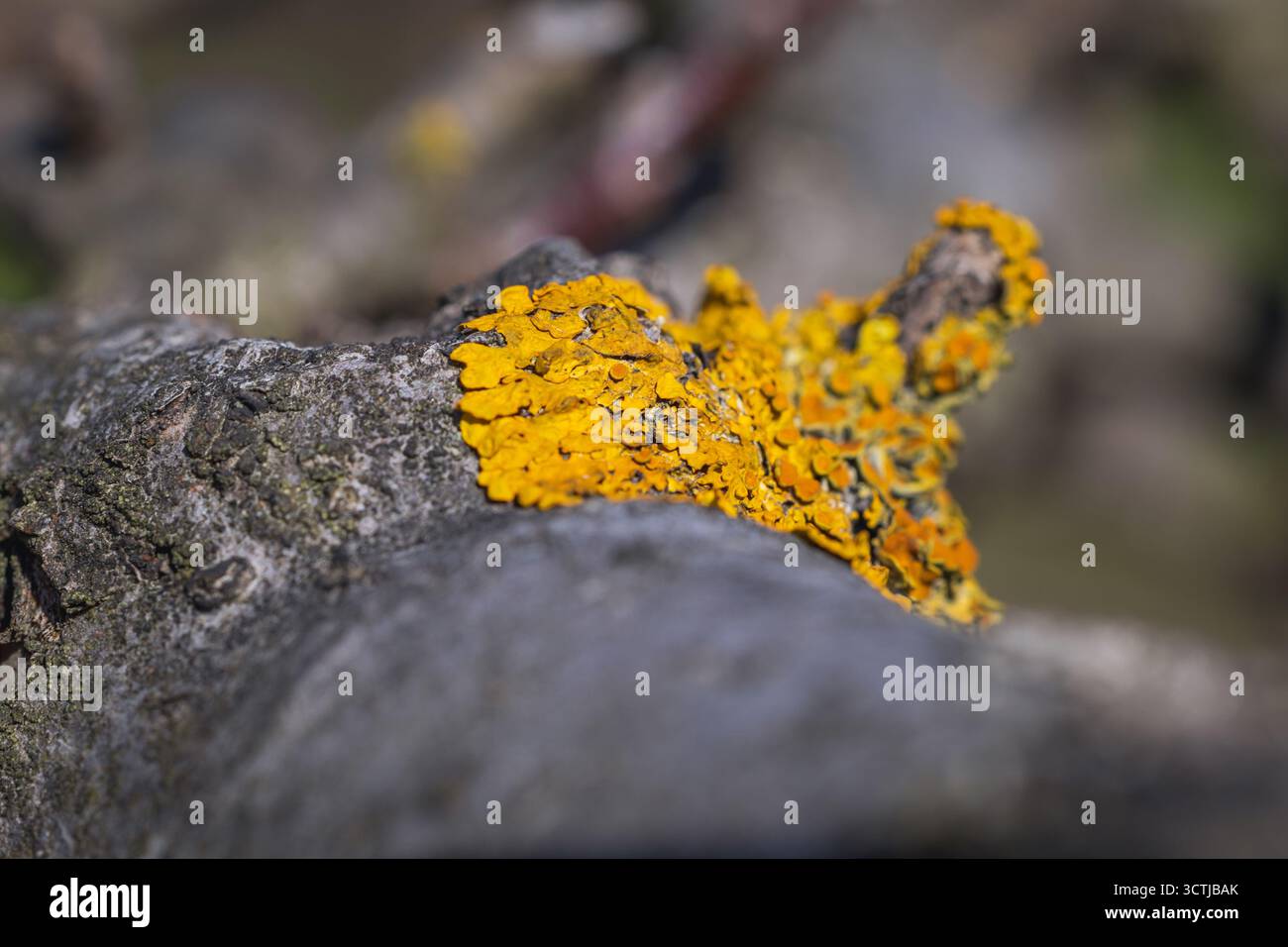 Foto macro di lichene arancio su un ramo di albero da frutto Foto Stock