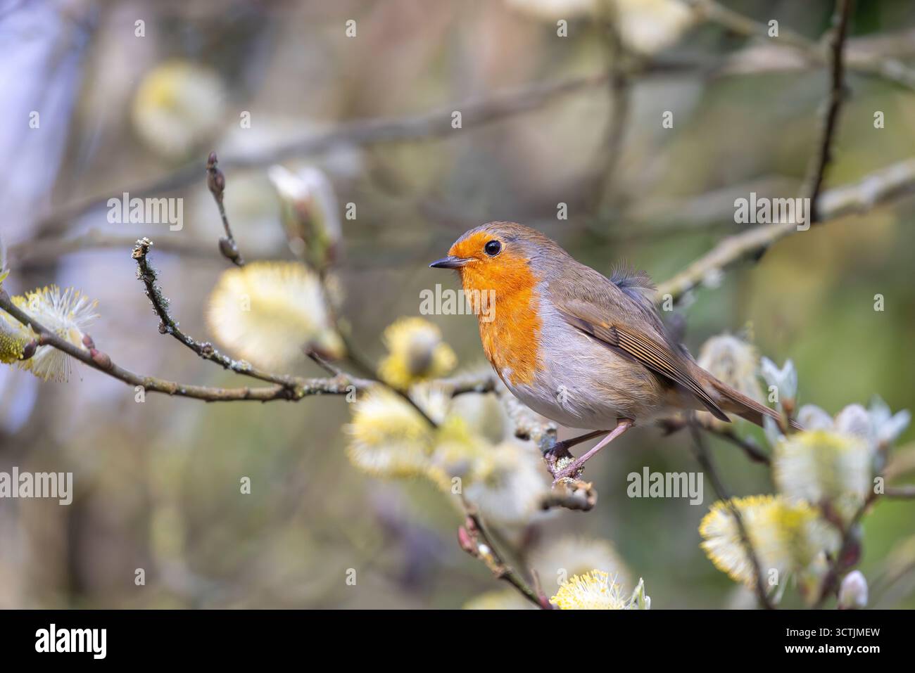Primo piano di un uccello selvaggio del Regno Unito (erithacus rubecula) che si trova isolato in un albero cespuglioso con fiori gialli, con piume soffocate nel vento. Foto Stock