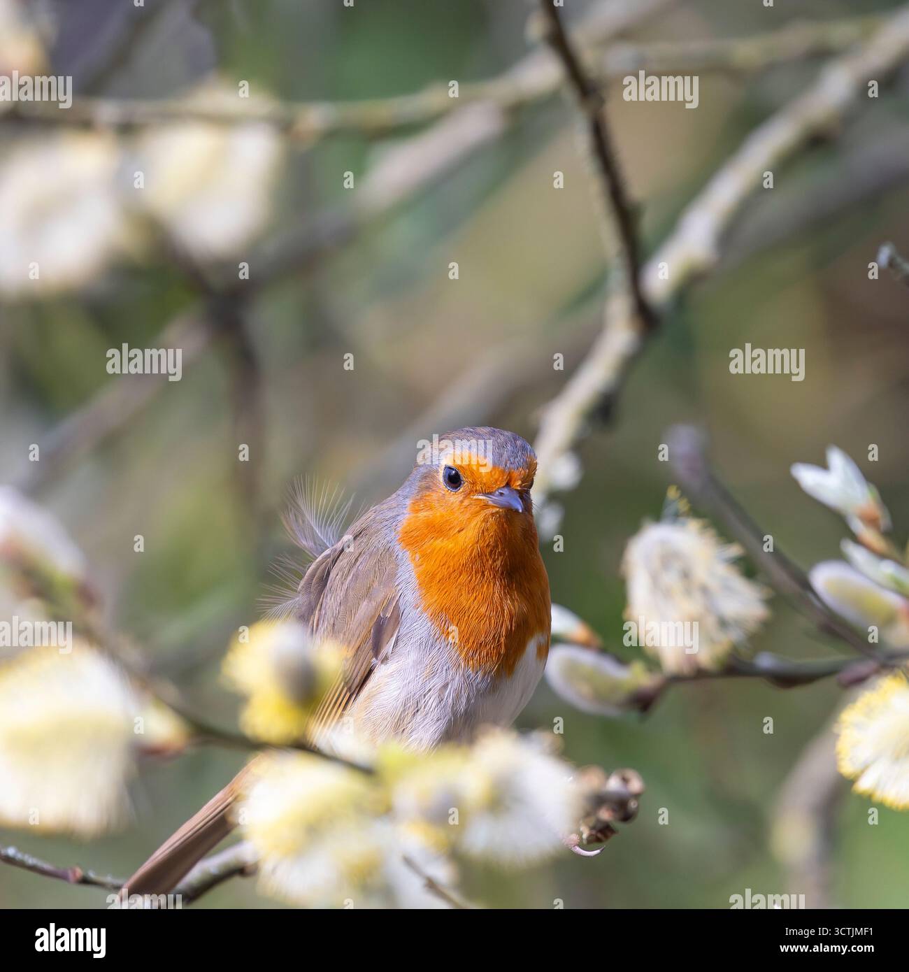 Primo piano di un uccello selvaggio del Regno Unito (erithacus rubecula) che si trova isolato in un albero cespuglioso con fiori gialli, con piume soffocate nel vento. Foto Stock