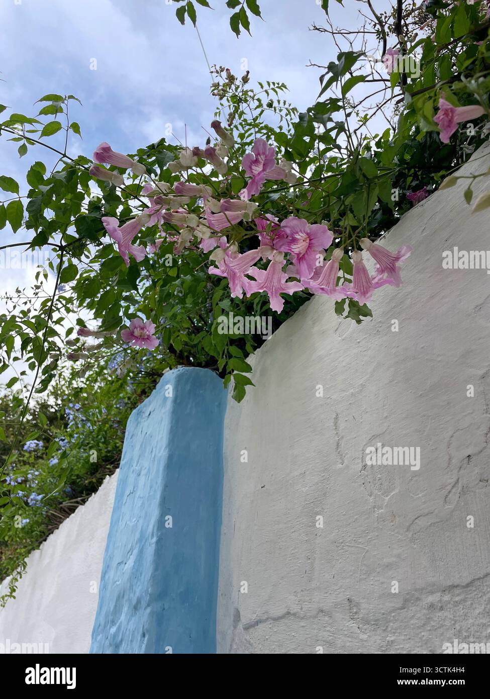 Parete bianca con colonna blu e fiori rosa a cascata, Martil, Tetouan, Marocco, 6 ottobre 2025. Foto Stock