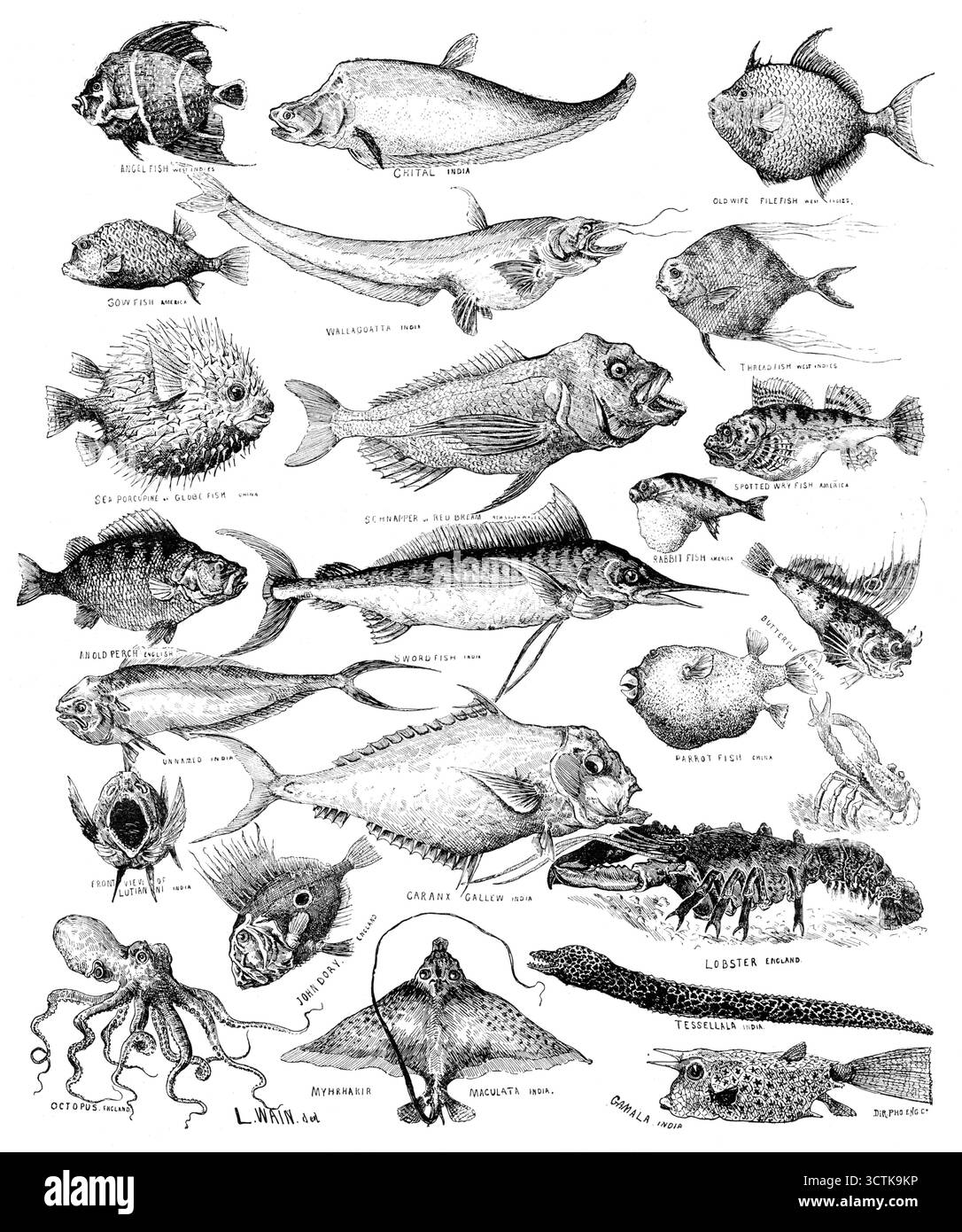 Pesci dispari all'esposizione internazionale della pesca, 1883. "Angelfish, Indie occidentali; Chital, India; Old Wife Filefish, Indie occidentali; Bow Fish, America; Wallagoatta, India; pesce paglierino, Indie occidentali; porcospino marino o pesce globo, Cina; pappagallo o petto rosso, nuovo Galles del Sud; pesce coniglio, America; pesce pigro maculato, America; Old Perch, inglese; Swordfish, India; Butterfly Blenny; Unnamed, India; Parrot Fish, Cina; vista frontale di Lutianni, India; Caranx Gallew, India; aragosta, Inghilterra; Octopus, Inghilterra; John Dory, Inghilterra; Tessellala, India; Myhrhakir Maculata, India; Gamala, India... il polpo [è n Foto Stock