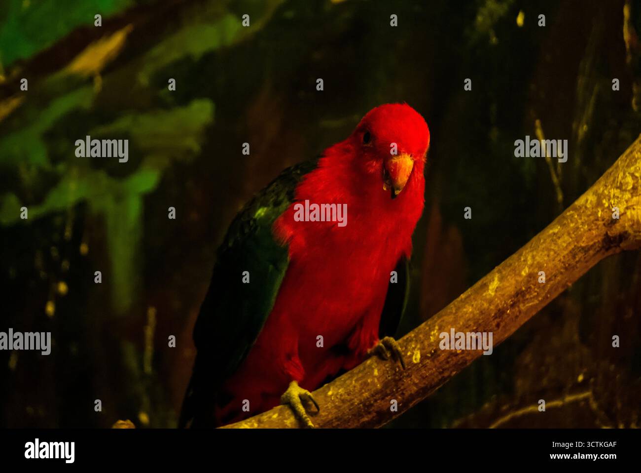 Pappagallo rosso appollaiato su un ramo d'albero Foto Stock