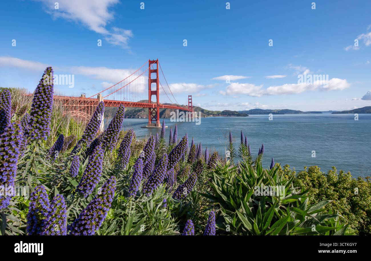 Golden Gate Bridge / San Francisco Bay area Echium fastuosum fiori viola Echium viola Foto Stock
