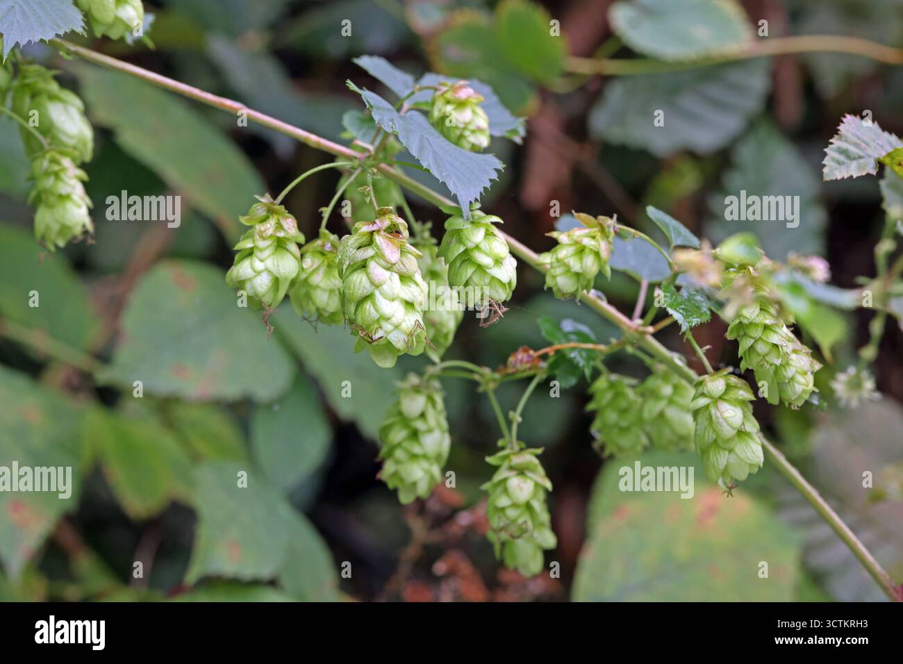 Echter Hopfen in der Landschaft Der reife Hopfendolde windet sich durch die Pflanzen der näheren Umgebung *** luppolo reale nel paesaggio il cono di luppolo maturo si snoda attraverso le piante circostanti Foto Stock