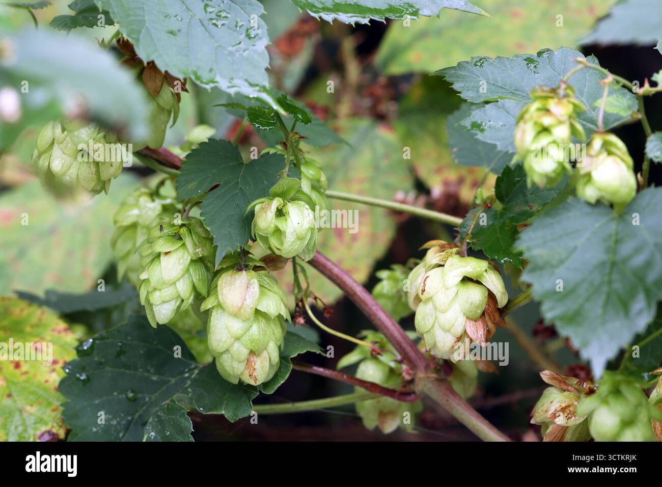 Echter Hopfen in der Landschaft Der reife Hopfendolde windet sich durch die Pflanzen der näheren Umgebung *** luppolo reale nel paesaggio il cono di luppolo maturo si snoda attraverso le piante circostanti Foto Stock