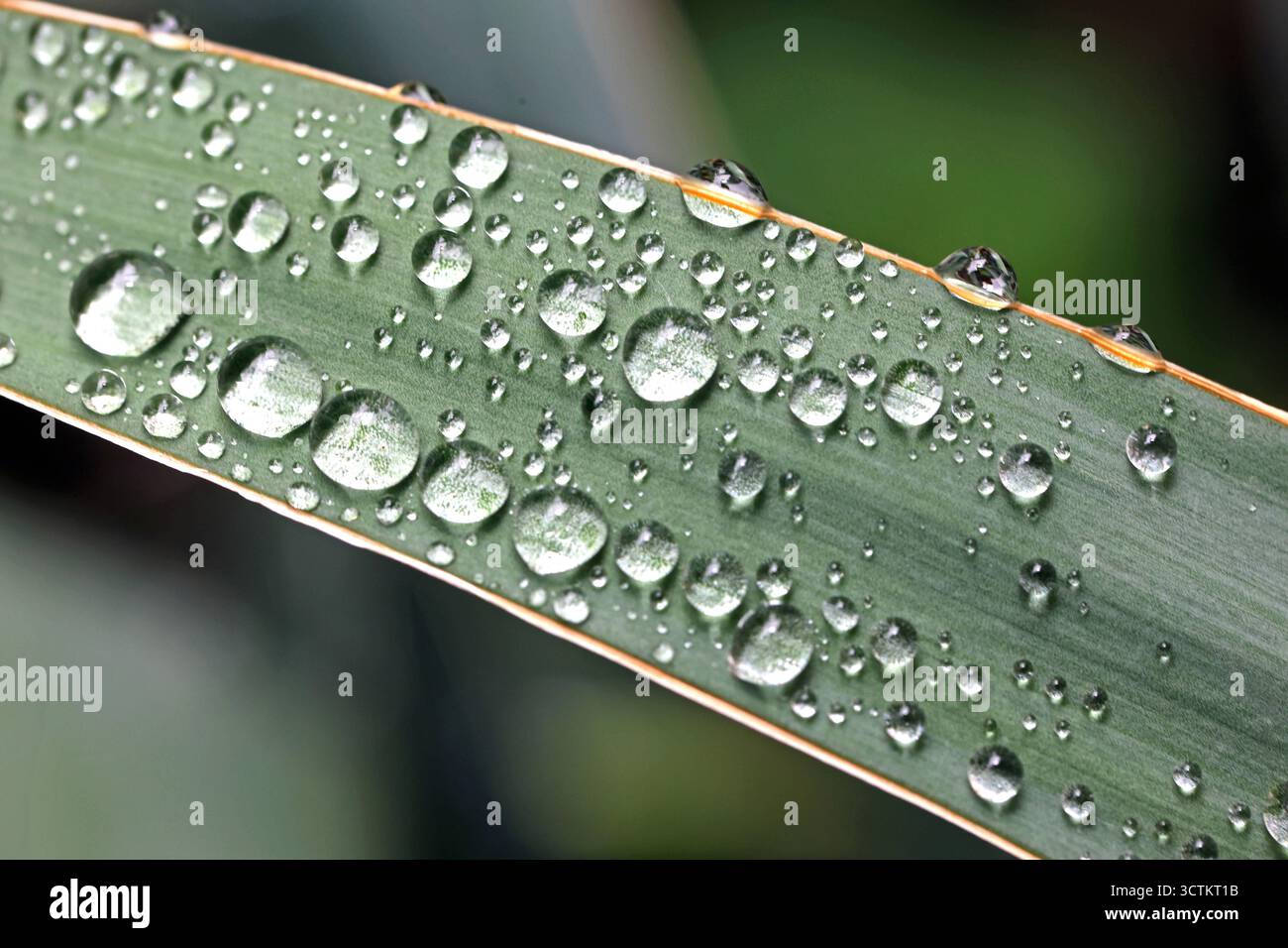 Fremdländische Zierpflanzen Auf den Blättern einer Freilandyucca befinden sich Wassertropfen nach Regenfällen. *** Piante ornamentali straniere ci sono gocce d'acqua sulle foglie di una yucca all'aperto dopo le piogge Foto Stock