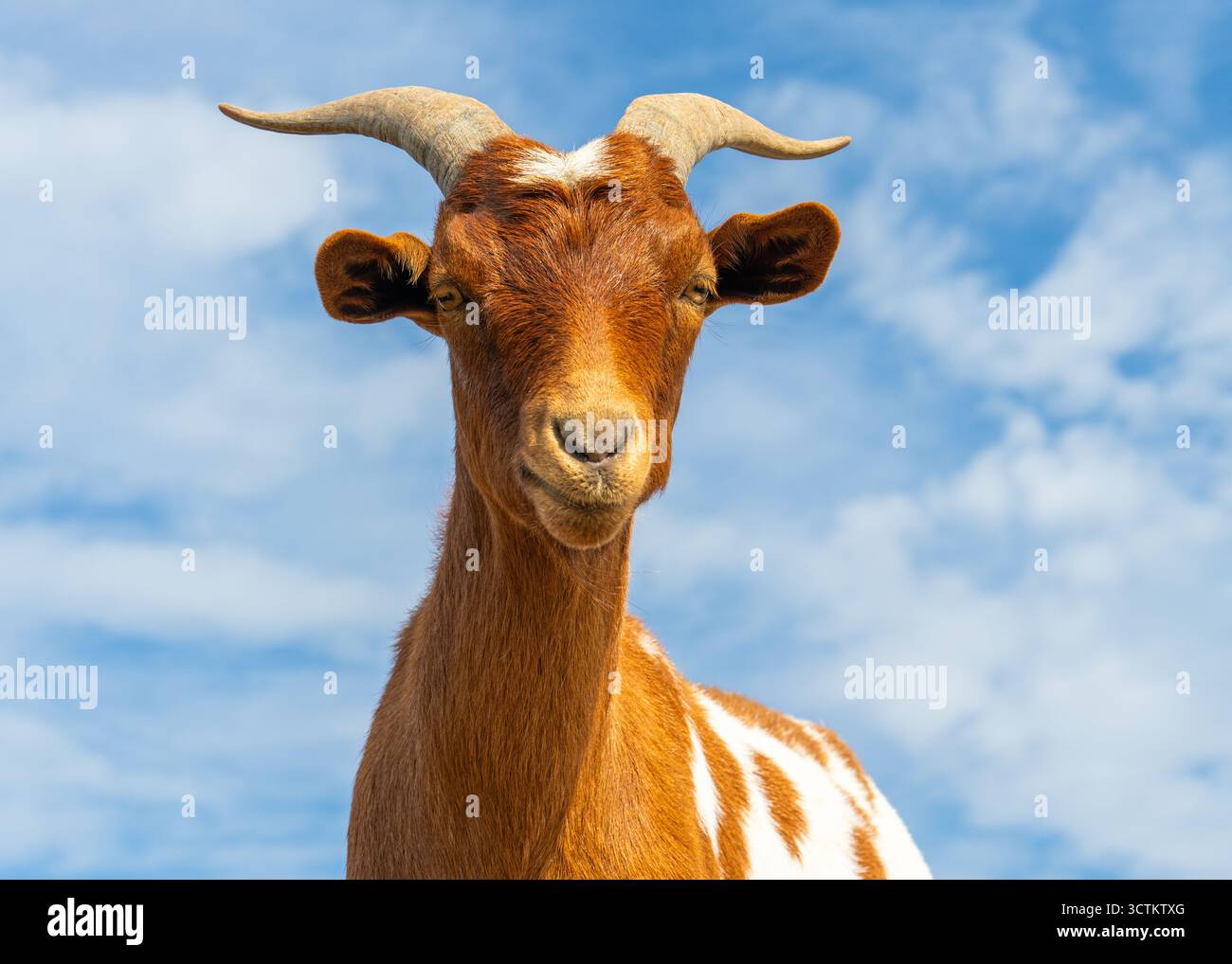 Graziosa capra macchiata che sembra curiosa contro il cielo azzurro. Immagine perfetta per concetti di natura, bestiame, fascino rurale, vita agricola all'aperto. Foto Stock