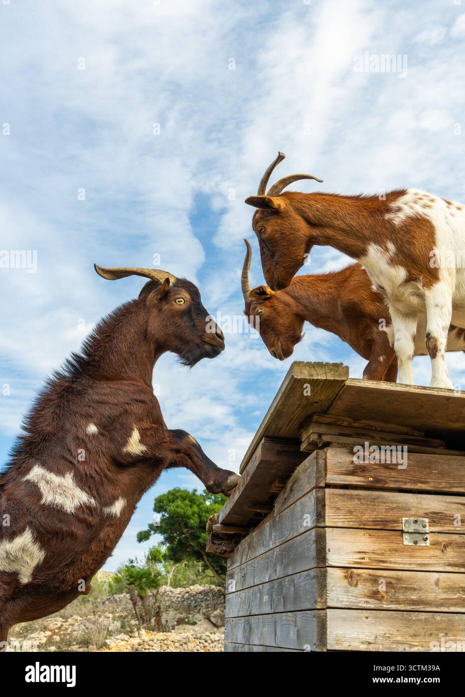 Capre giocherellone che si divertono nella soleggiata fattoria rurale. Animali felici che corrono e saltano. Concetto di vita di campagna, agricoltura ecologica, gioia naturale. Foto Stock