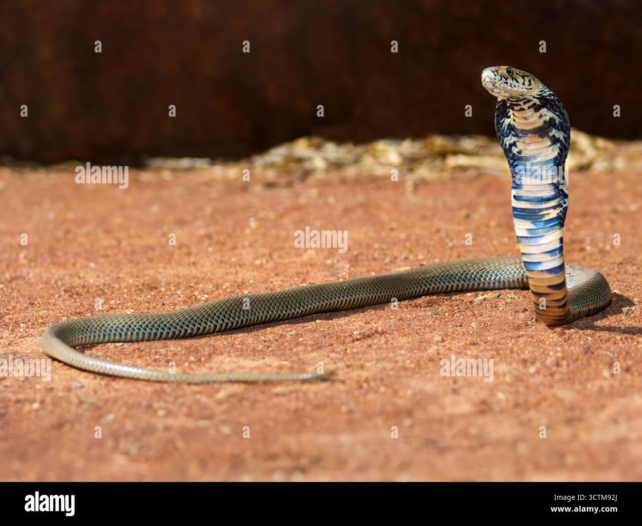 Cobra si sollevò dall'allarme di terra sabbiosa in posizione di attacco, preso in un villaggio in Botswana Foto Stock
